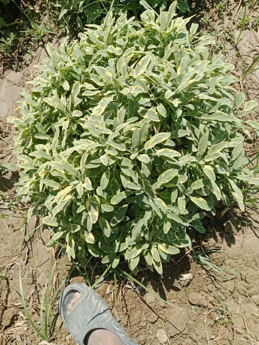 Ko'p yillik qishn yozn turadi