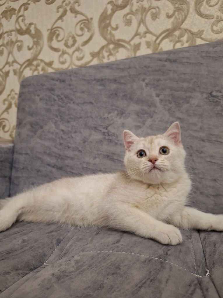 Британский котенок мальчик 2 месяца