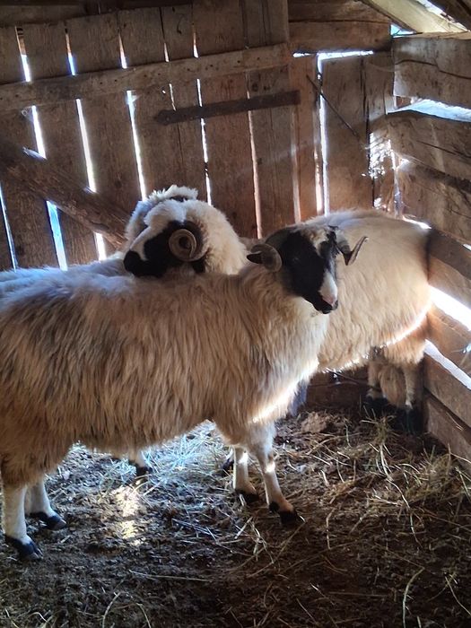 Berbecuti de vanzare