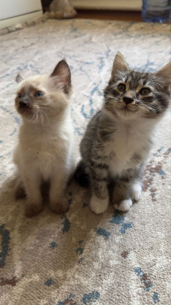 Котята в добрые руки