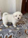 Bichon Maltez puiuți