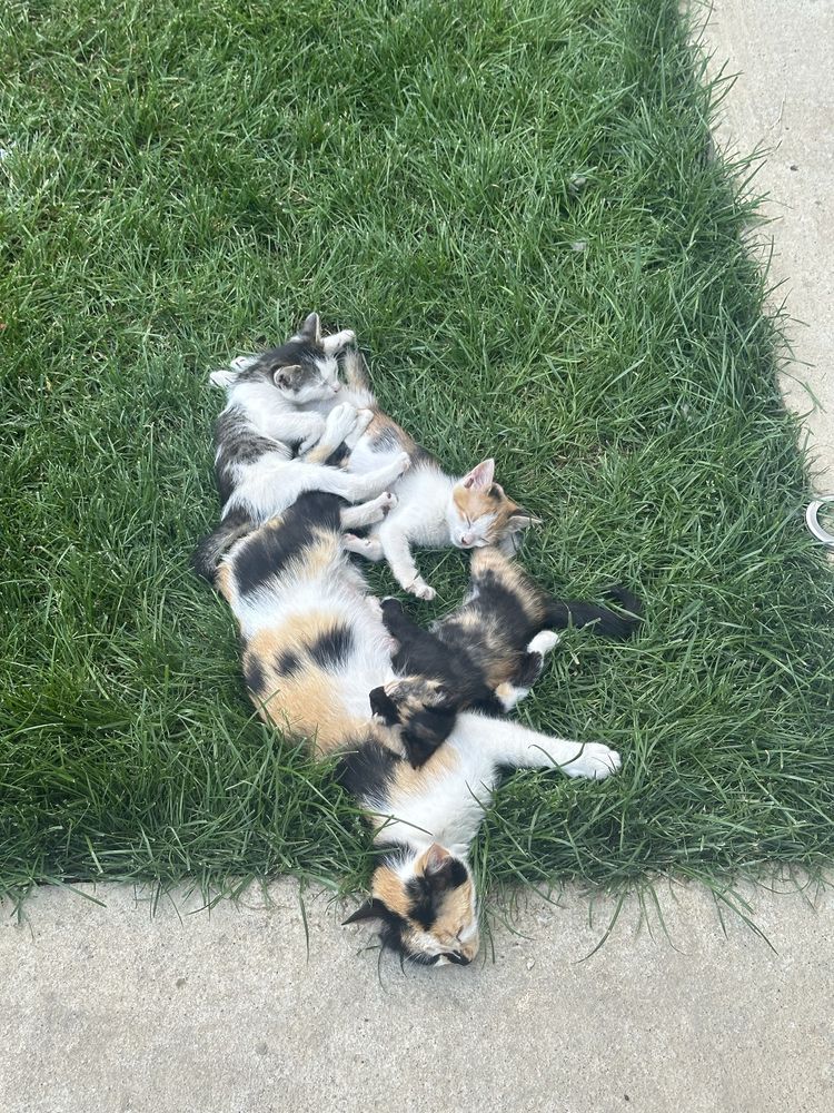 Donez spre adoptie Pisoi pisici ghemuri cu blanita jucause