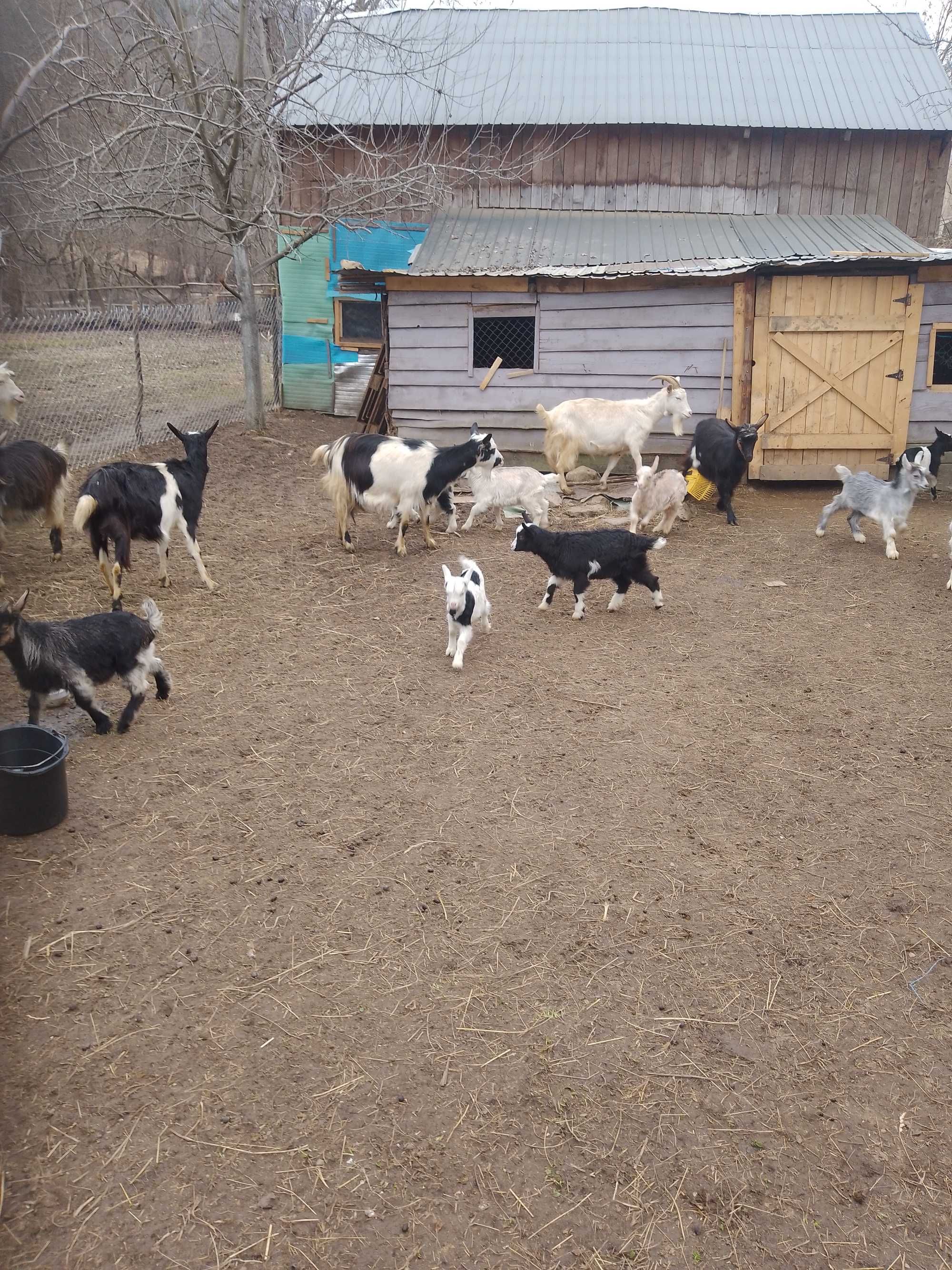 Capre și țapi de vanzare