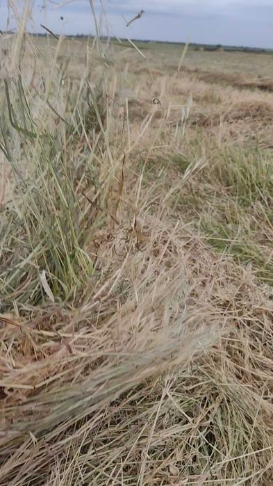 Baloți rotunzi de iarbă, fân 1,7x1,2 m