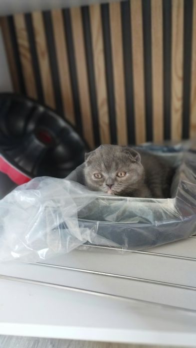 Scottish fold va Scottish strayt mushukchalar