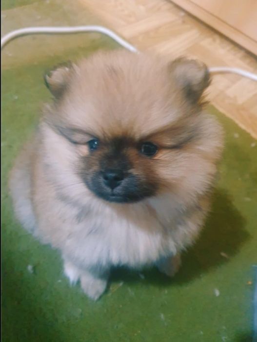 Померан, момиче.