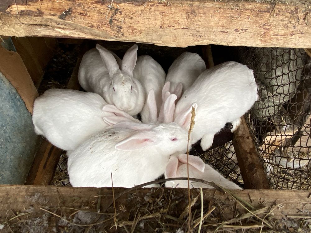 Продам кроликов шесть месяцев