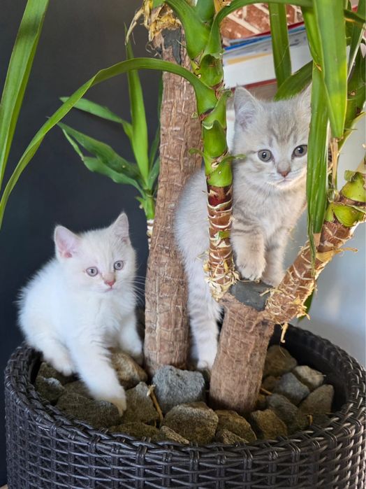 British alb 2 luni deparazitat si vaccinat