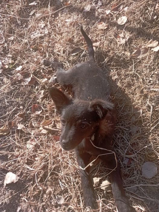 Мәшкі күшік сатылады званок жатпайт түнімен үріп жүрет ұрғашы күшік 1