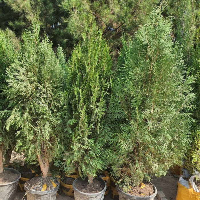 Арча archa туя tuya 1.000 та бор келиштириб берилади