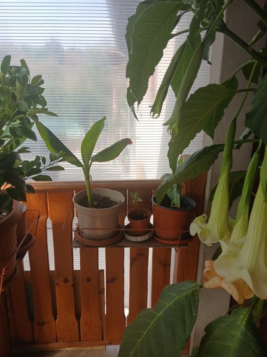 Студоустойчив банан