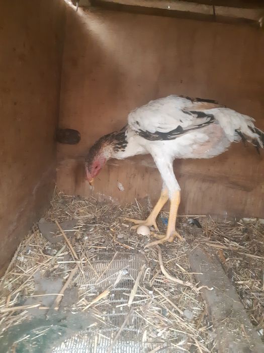 Daken tovuq joja 3oylik kelishamz