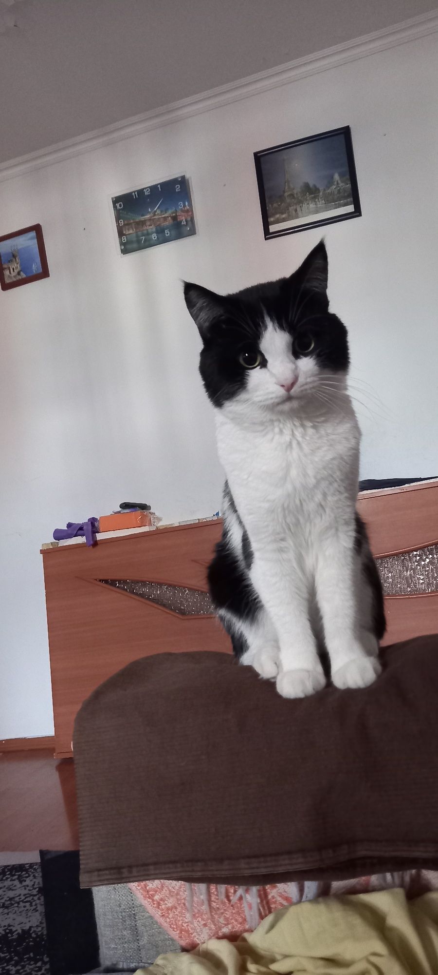 Кот для вязки бесплатно