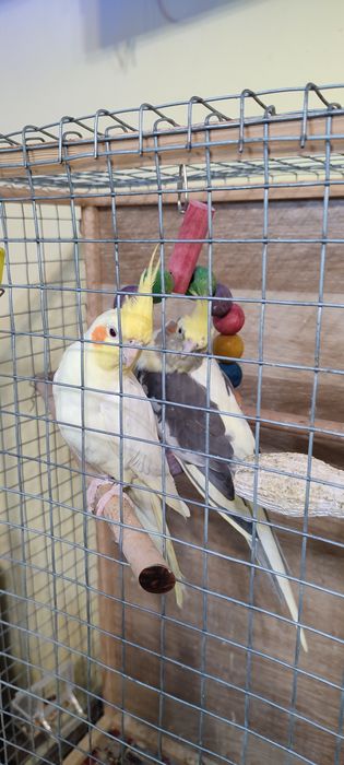 Папагали корела - мъжки и женски