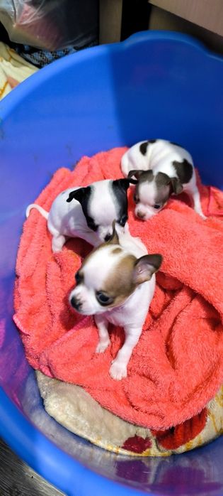 Отдам в хорошие руки, кутята Чихуахуа родились 4 ноября, 3 мальчика