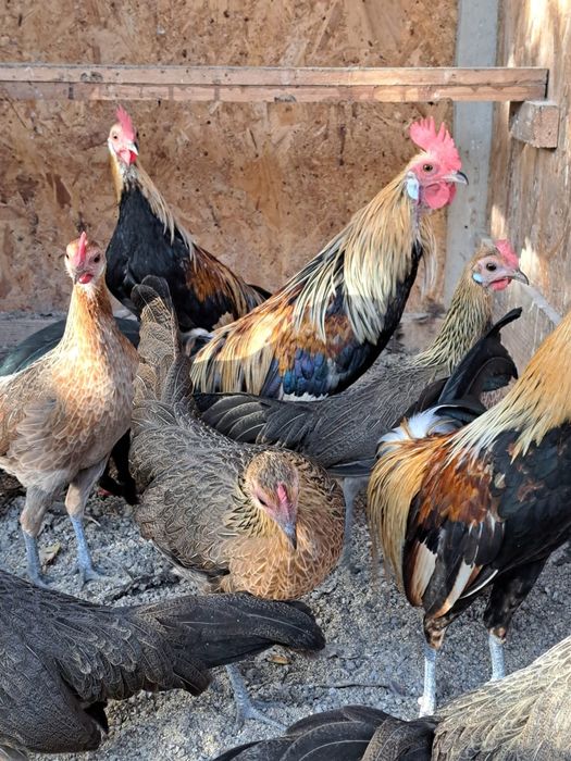 Vând familie Phoenix pitic