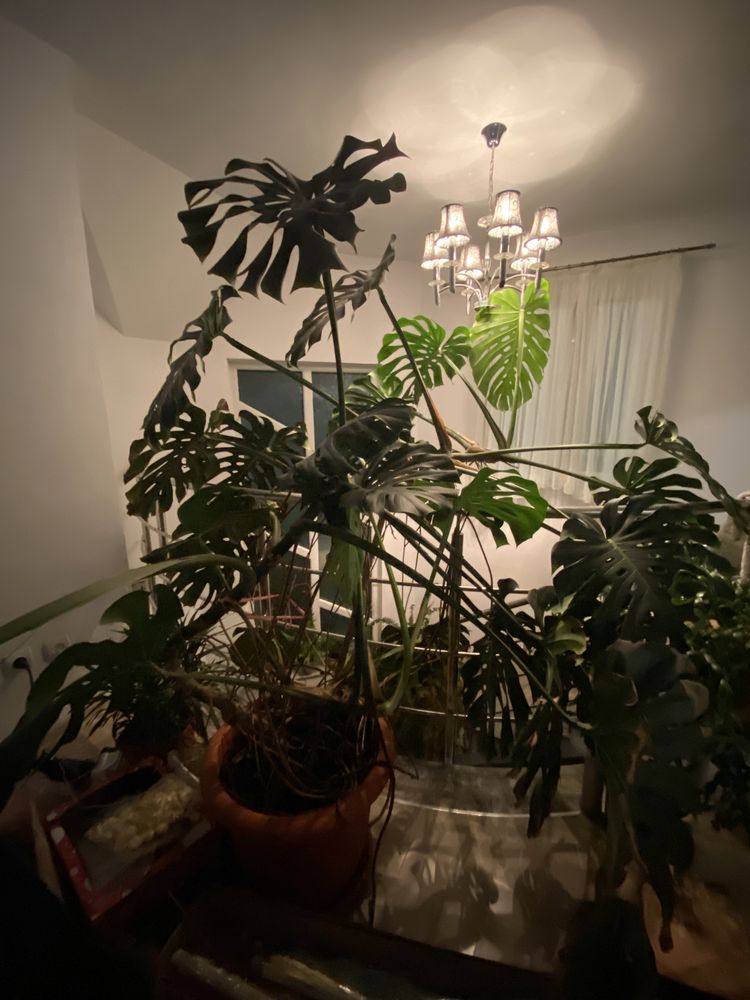 Philodendron "Monstera Deliciosa"