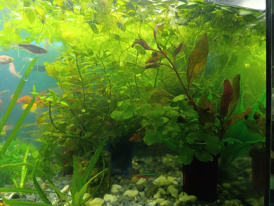 Plante de acvariu de suprafata 10 buc