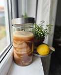 Ciupercă kombucha + lichid starter – crescută acasă