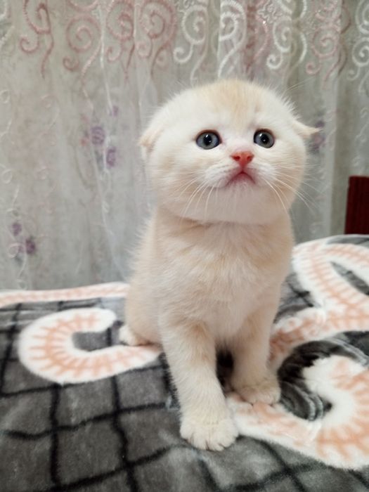 Продаются котята