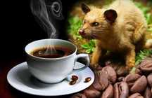 Кофе Лювак, Kopi Luwak
