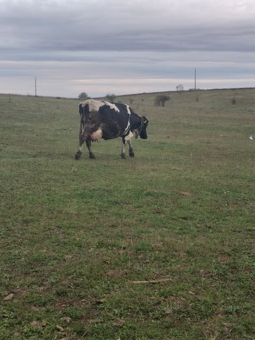Vând vaca cu lapte