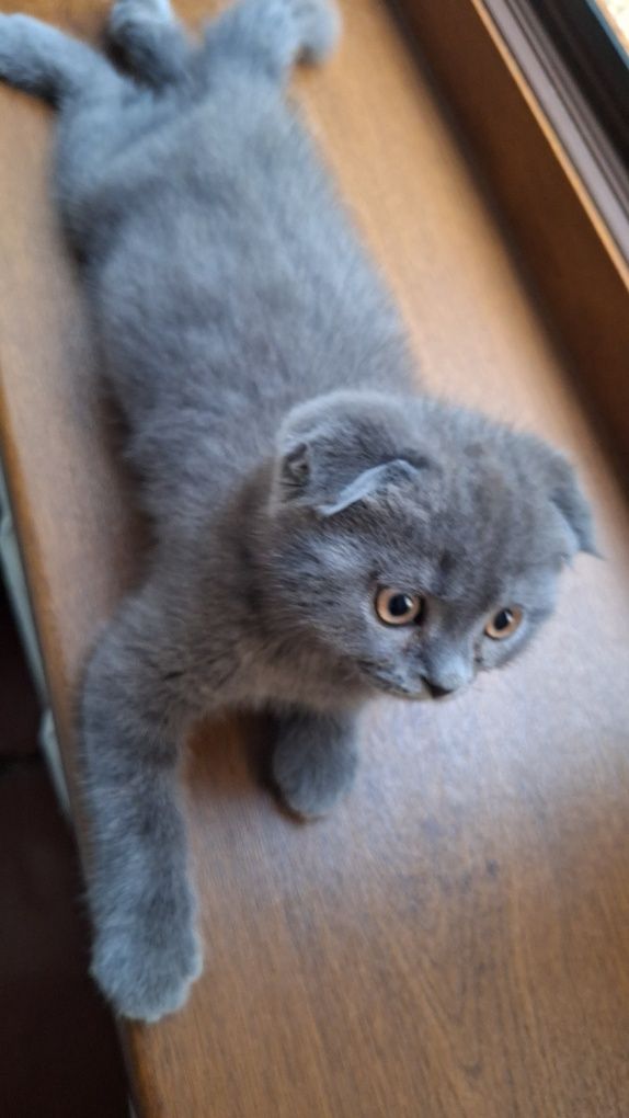 Продаётся котёнок
