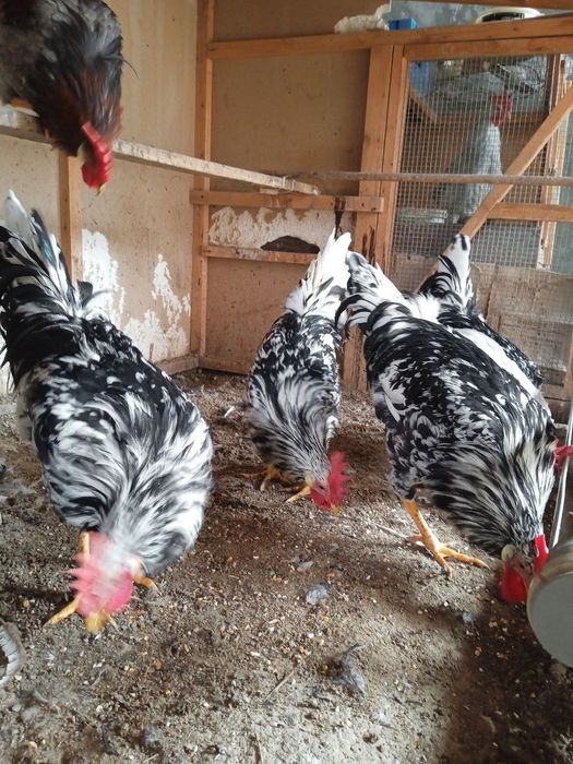 Ligorin Dalmatin zotli Xo'rozlar SOTILADI