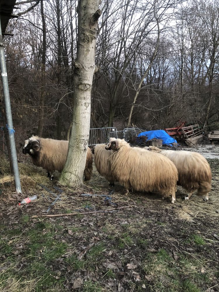 Berbeci brezi de vânzare 1500 de lei bucata