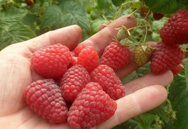 Arbusti fructiferi  smeur rosu (7 soiuri)