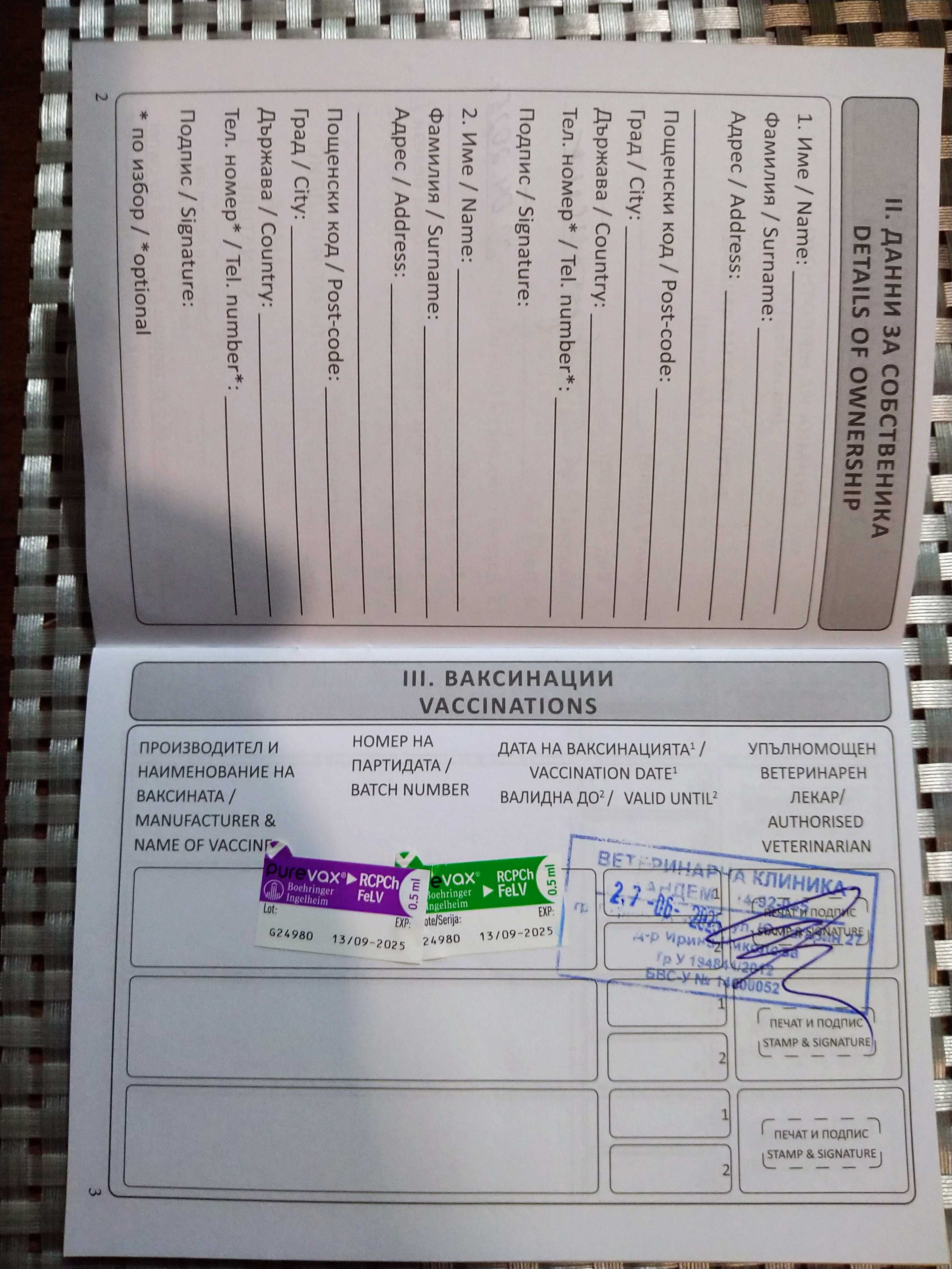 Британка късокосместа синя