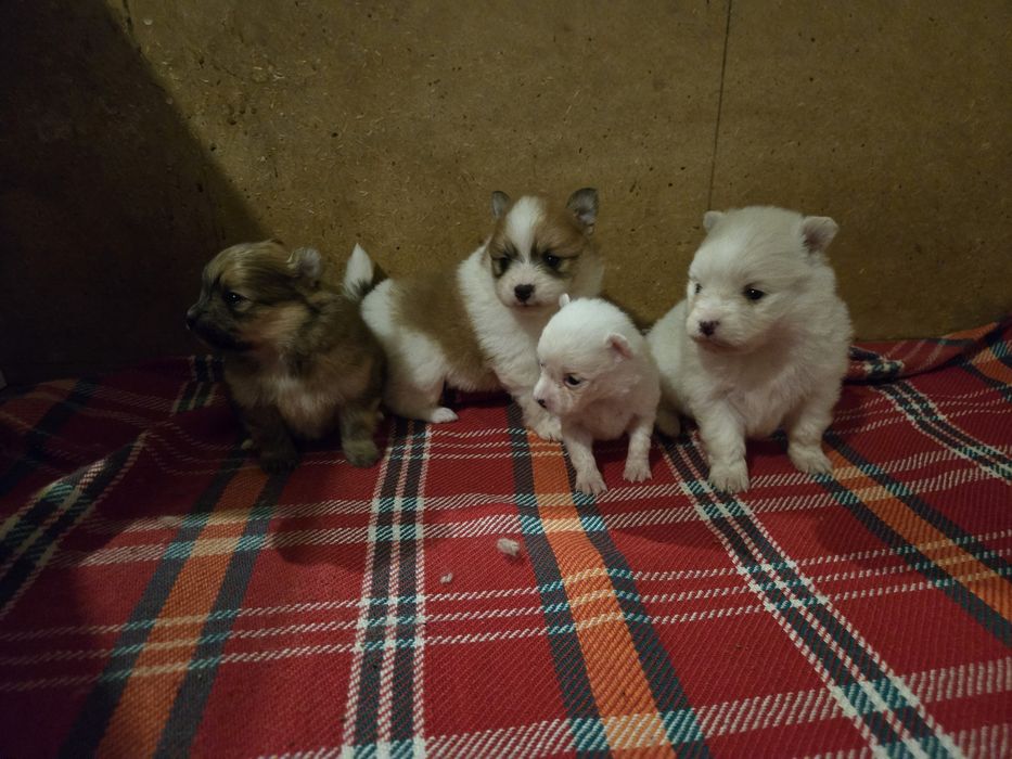 Померан - мини шпиц 3кг.