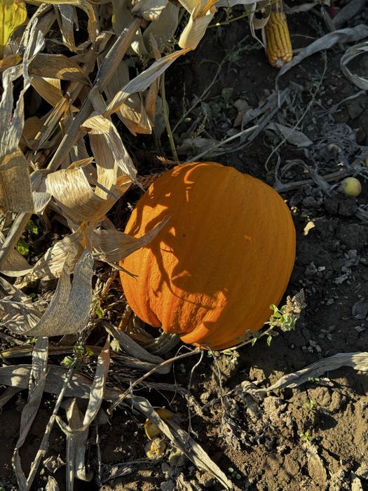 Vand bostani pentru halloween sau consum propriu.