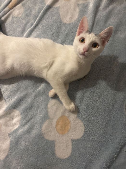 Pisicuta fetita spre adoptie