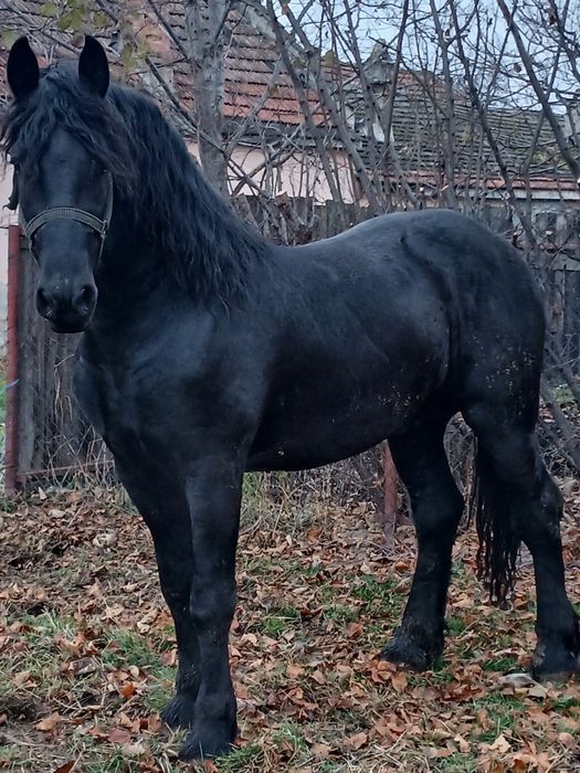 Manz frizian 2.anii 1,75 la graban adus din Olanda