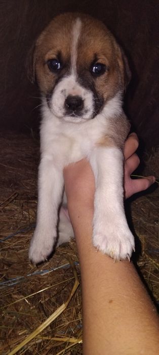 Donez puiuți de câine ! Nu am posibilitatea să-i păstrez!