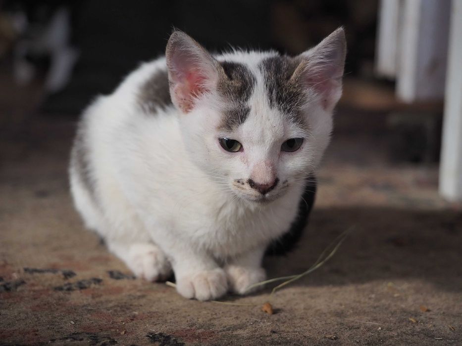 Donez pisici - 1 pisica si 3 motanei