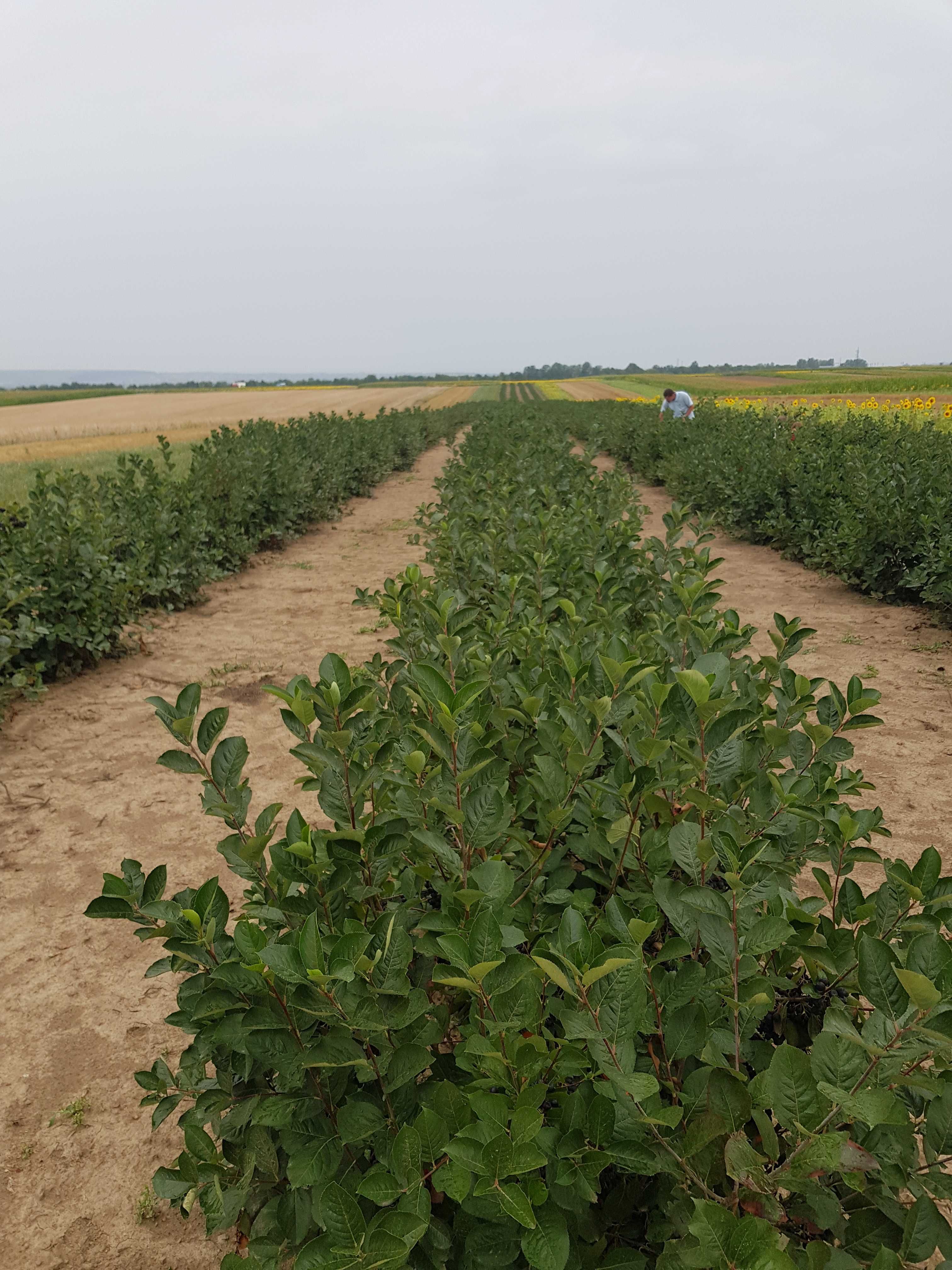 Fructe proaspete de aronia