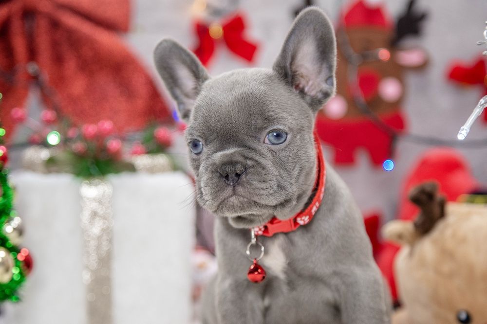 bulldog francez lilac