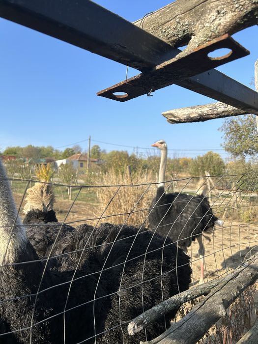 De vanzare 1 strut mascul