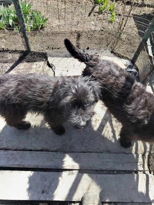 Отдадим щенят в добрые руки. 3месяца