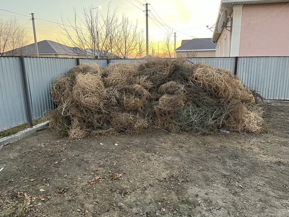Арам шөп бар тегін алып кететін адам болса дайын тұр