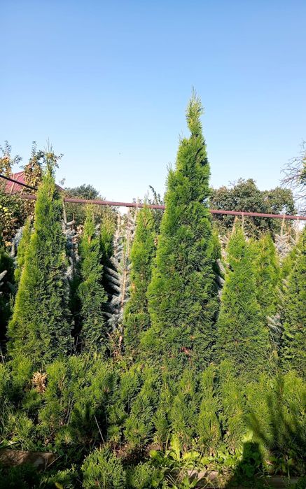 Ели туи разных сортов