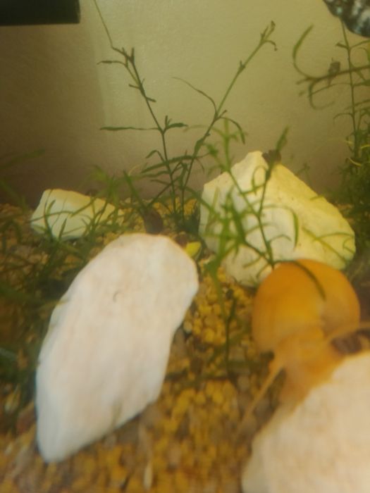 Vând pui de melcii acvatice Borcanul cu creveti