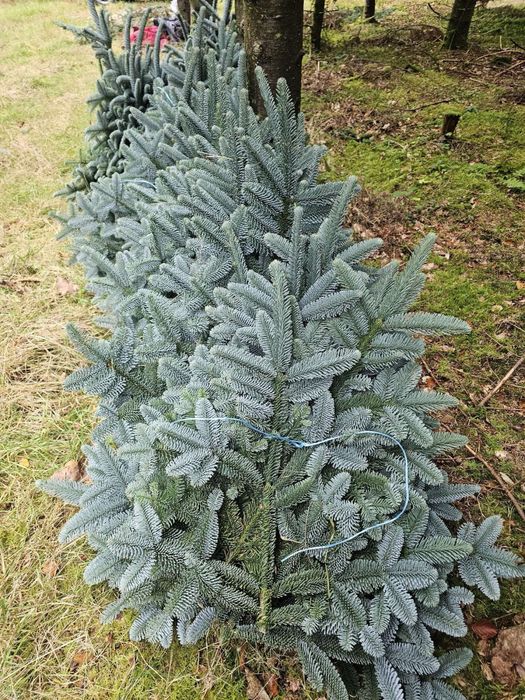 Crengi de brad nobilis