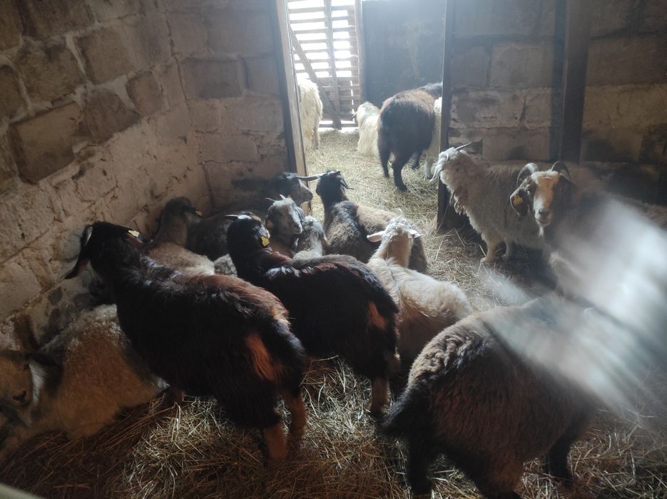 Продам коз  на развод.