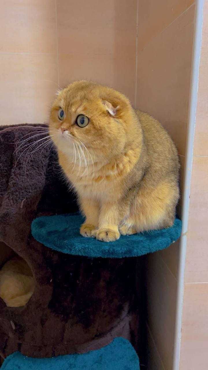 Шотландские фолд котята