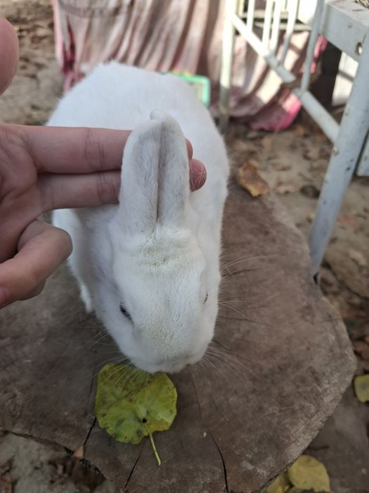 Germelin 6 oyli sames