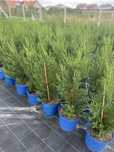 Leylandii 2001, direct de la producator