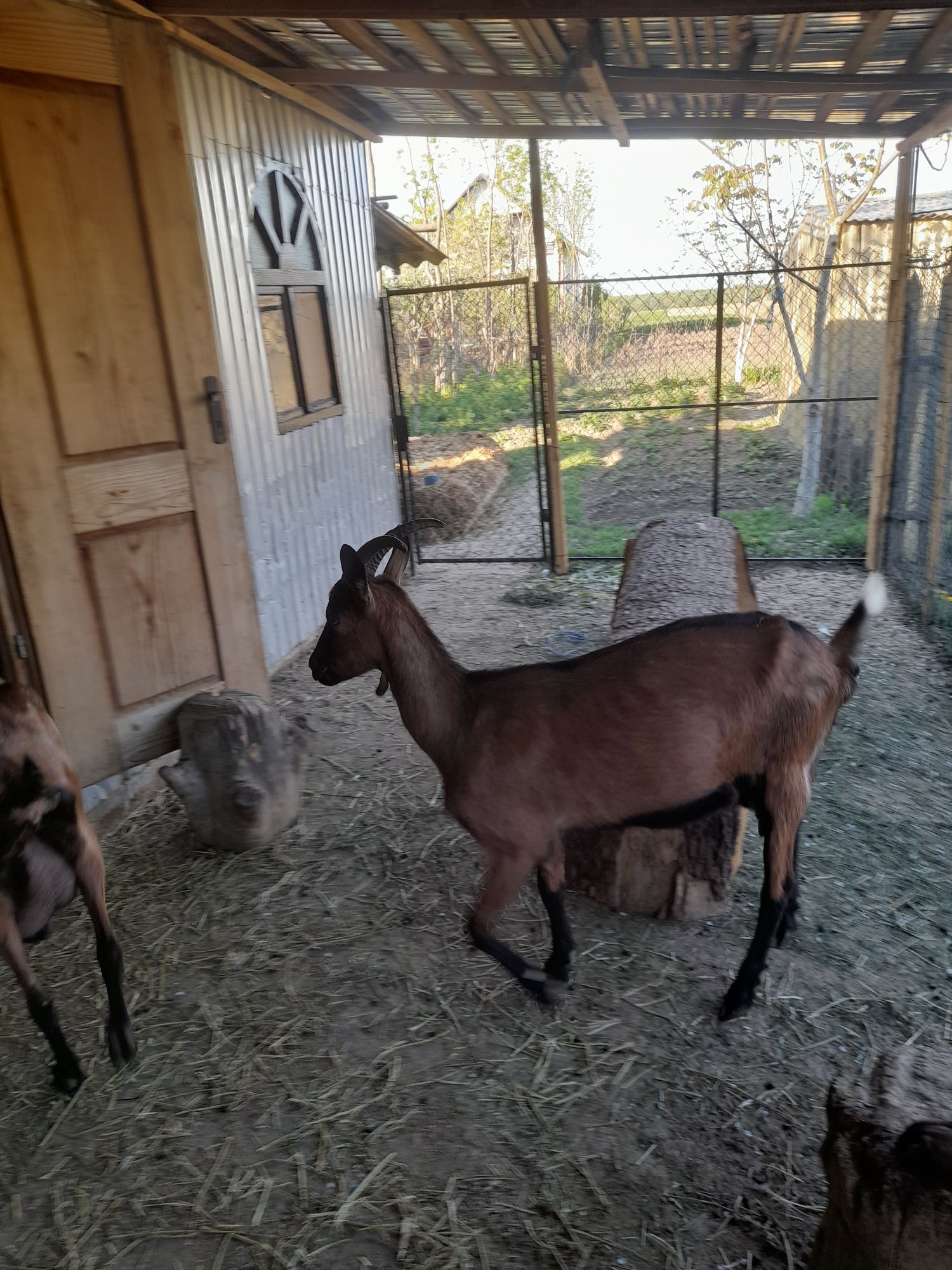 Capre alpin foranceze  si tapisori